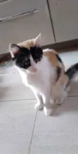 Mia- cristal- pompom