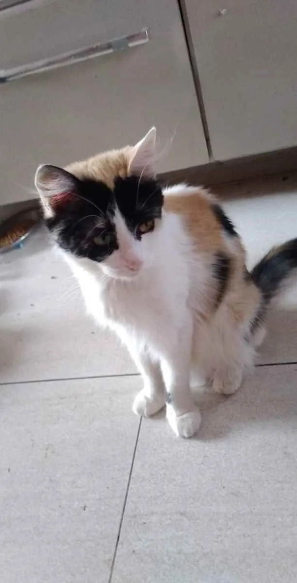 Gato ra a Sem raça  idade 1 ano nome Mia- cristal- pompom