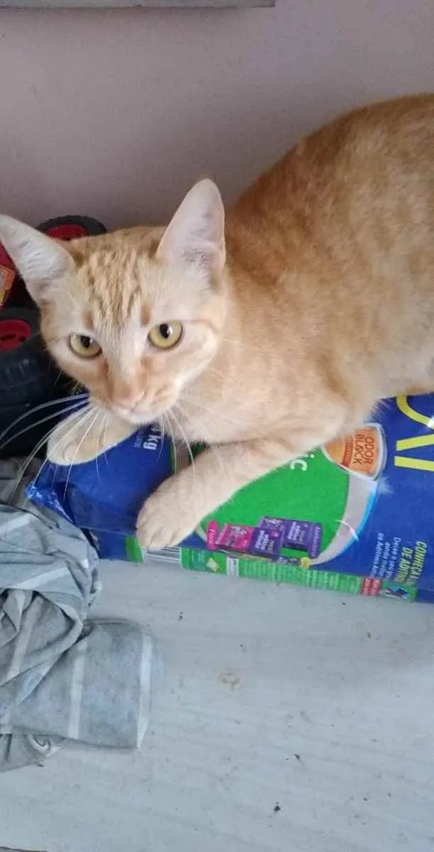 Gato ra a Sem raça  idade 1 ano nome Mia- cristal- pompom