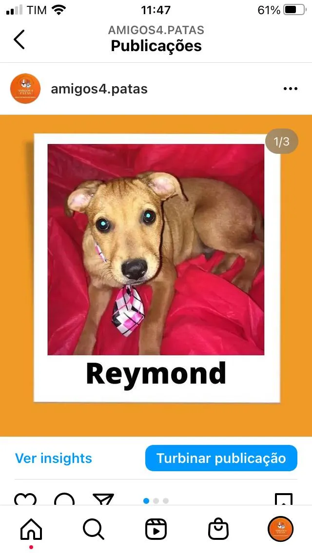 Cachorro ra a Srd idade  nome Raymond