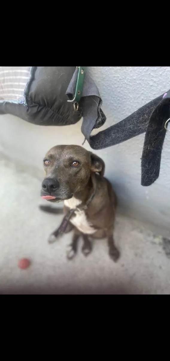Cachorro ra a Srd idade 3 anos nome Ronda