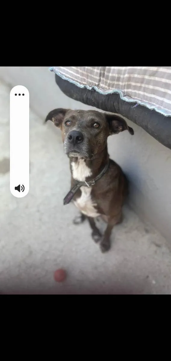 Cachorro ra a Srd idade 3 anos nome Ronda