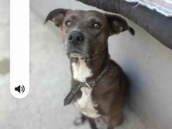 Cachorro ra a Srd idade 3 anos nome Ronda