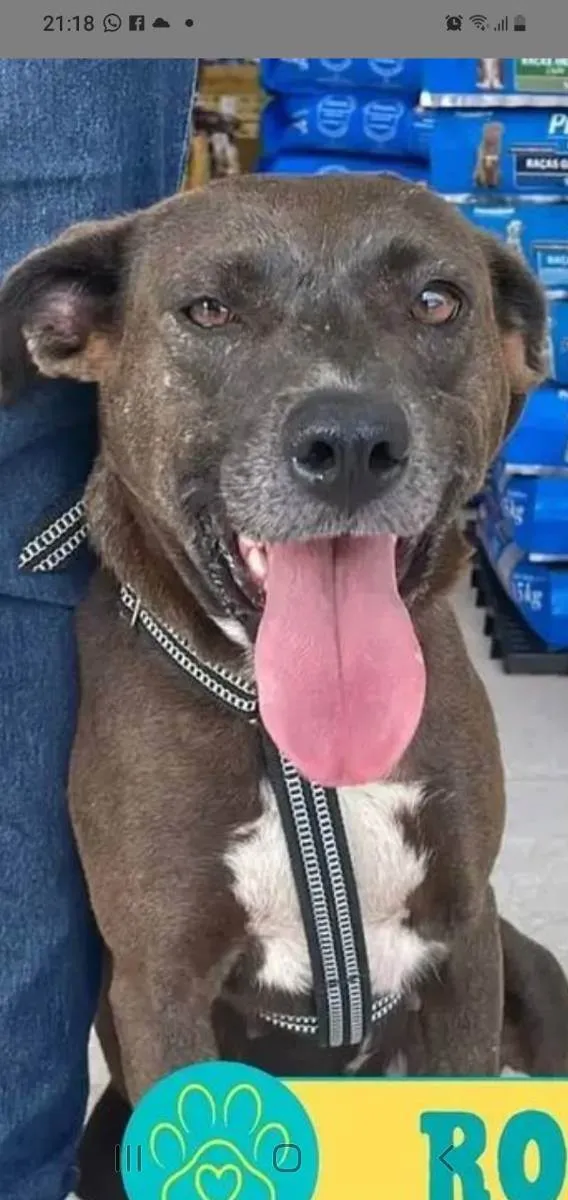 Cachorro ra a Srd idade 3 anos nome Ronda