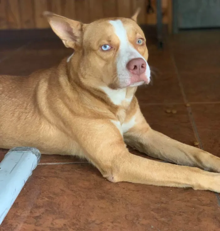 Cachorro ra a Pitbull idade 1 ano nome Hugo