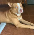 Hugo