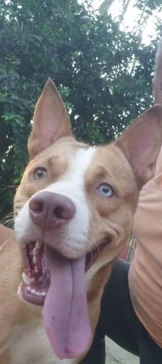 Cachorro ra a Pitbull idade 1 ano nome Hugo