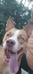 Hugo