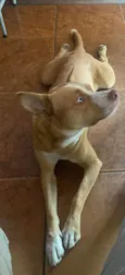 Hugo