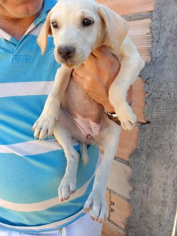 Cachorro ra a Mestiço  idade 2 a 6 meses nome Eles não tem bom 