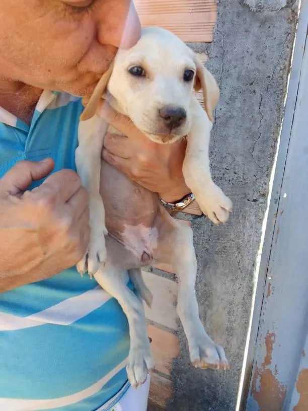 Cachorro ra a Mestiço  idade 2 a 6 meses nome Eles não tem bom 