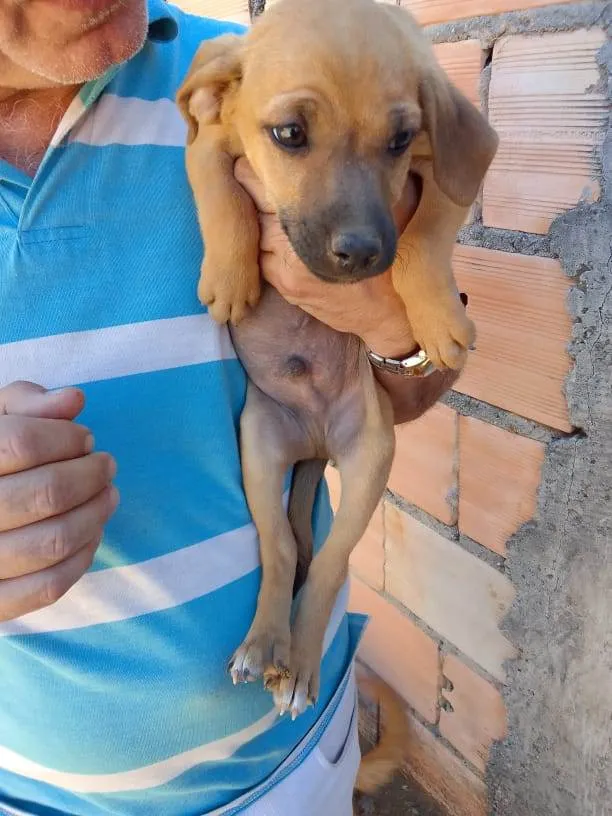 Cachorro ra a Mestiço  idade 2 a 6 meses nome Eles não tem bom 