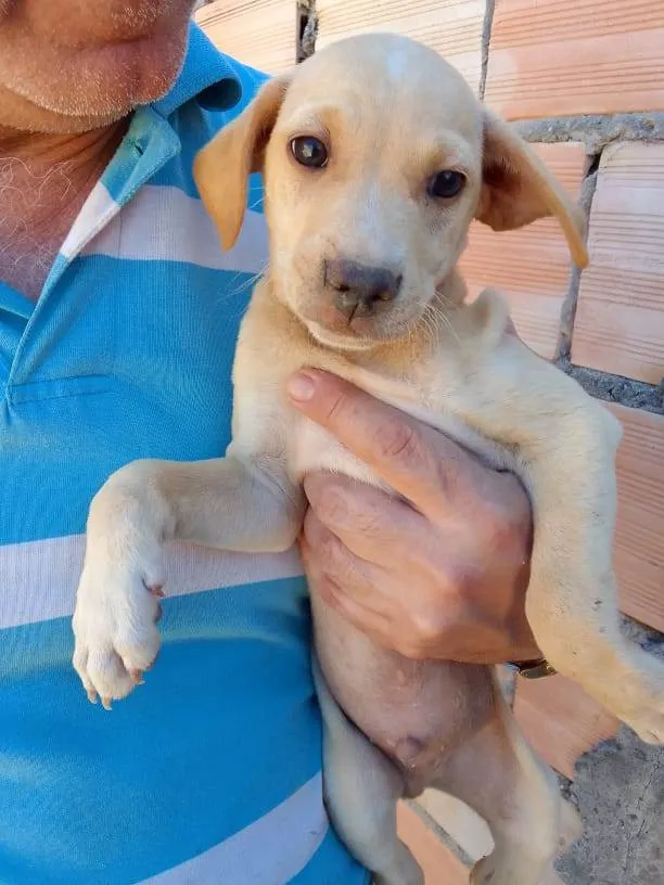 Cachorro ra a Mestiço  idade 2 a 6 meses nome Eles não tem bom 