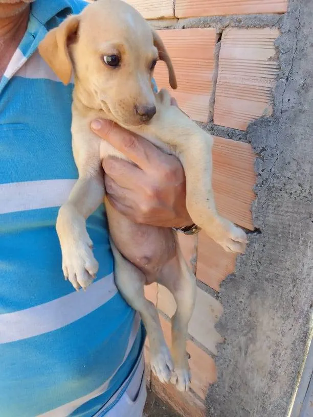 Cachorro ra a Mestiço  idade 2 a 6 meses nome Eles não tem bom 