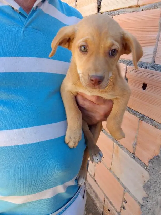 Cachorro ra a Mestiço  idade 2 a 6 meses nome Eles não tem bom 