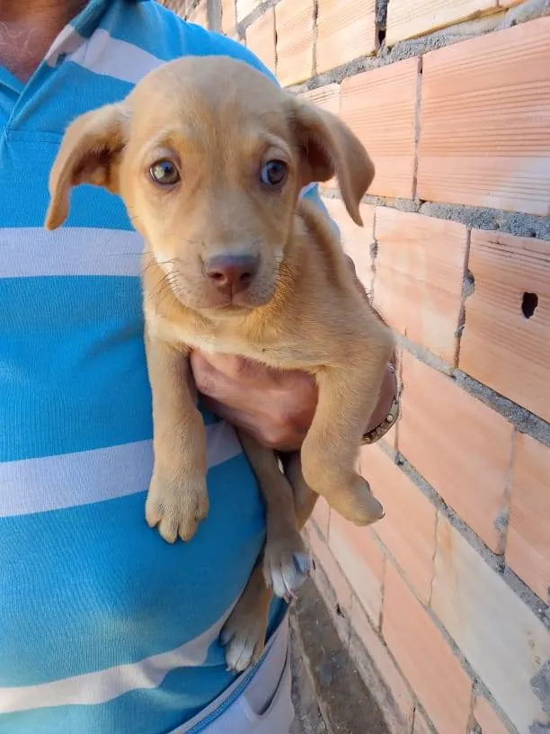 Cachorro ra a Mestiço  idade 2 a 6 meses nome Eles não tem bom 