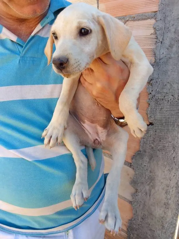 Cachorro ra a Mestiço  idade 2 a 6 meses nome Eles não tem bom 