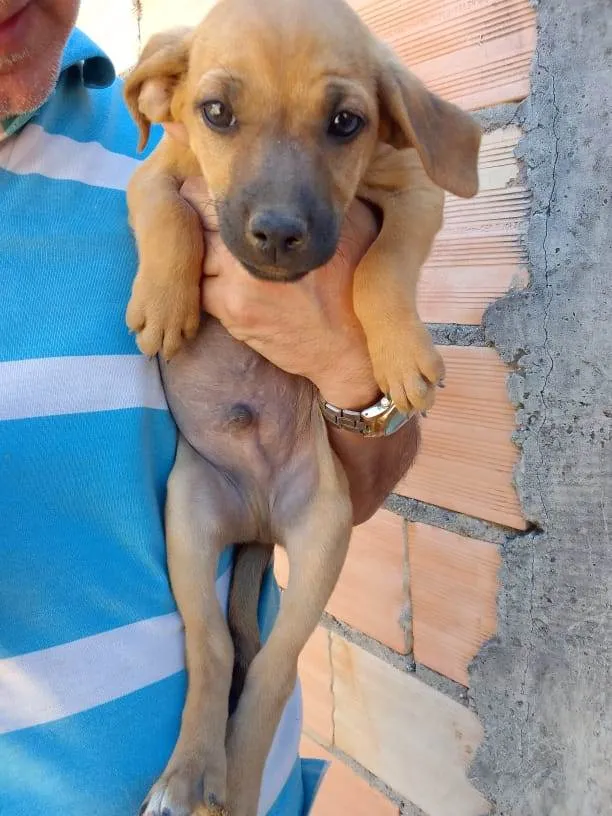 Cachorro ra a Mestiço  idade 2 a 6 meses nome Eles não tem bom 