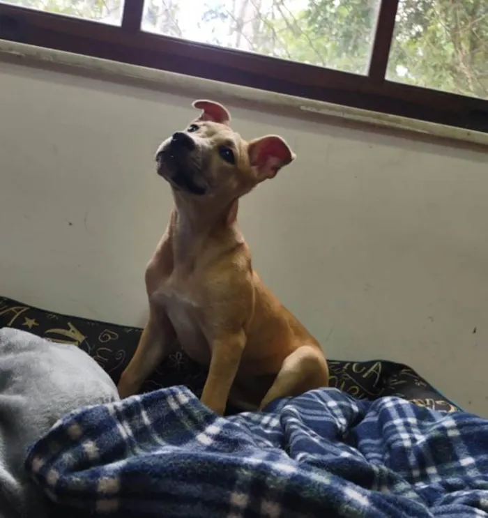 Cachorro raça SRD idade 2 a 6 meses nome Gaya