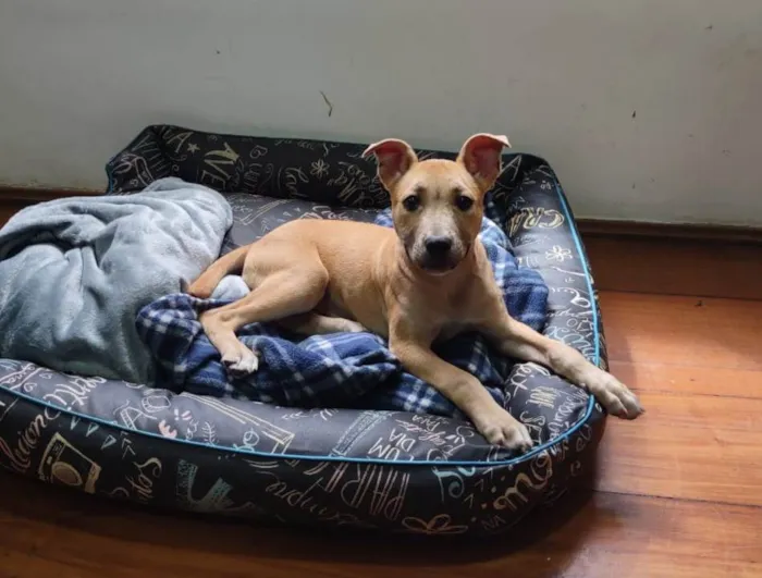 Cachorro raça SRD idade 2 a 6 meses nome Gaya