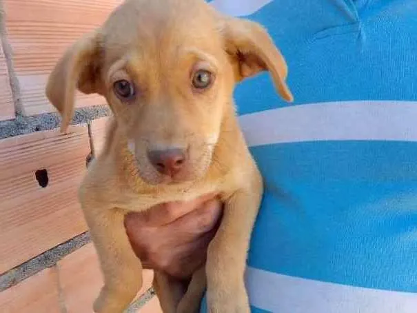 Cachorro ra a Mestiço  idade 2 a 6 meses nome Eles não tem bom 