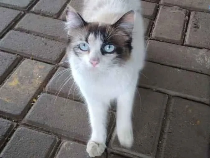Gato ra a Sem raça  idade 1 ano nome Mia- cristal- pompom