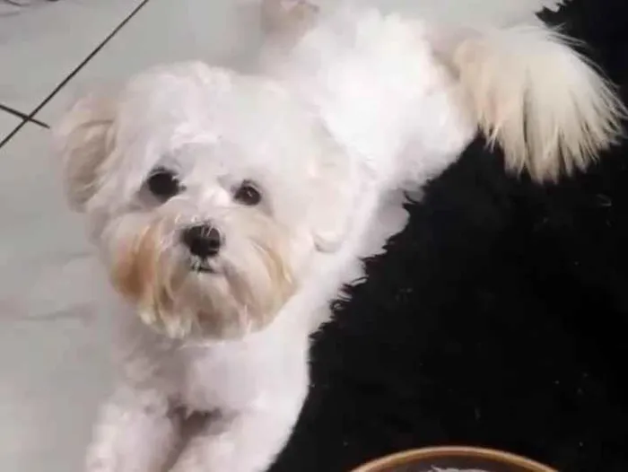 Cachorro raça Lhasa Apsi idade 3 anos nome Benjamin 