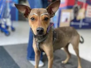 Cachorro raça Srd idade 2 anos nome Mel