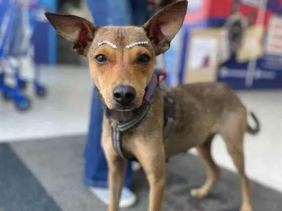 Cachorro ra a Srd idade 2 anos nome Mel