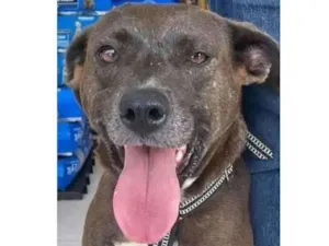 Cachorro raça Srd idade 3 anos nome Ronda