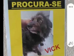 Cachorro raça Srd idade 6 ou mais anos nome VICK