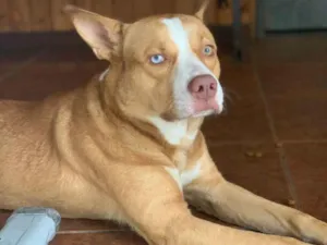Cachorro raça Pitbull idade 1 ano nome Hugo