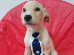 Cachorro raça Srd  idade 2 a 6 meses nome Filhotinhos 