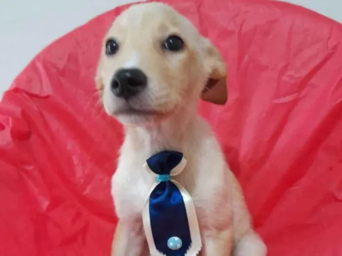 Cachorro ra a Srd  idade 2 a 6 meses nome Filhotinhos 