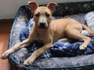 Cachorro raça SRD idade 2 a 6 meses nome Gaya