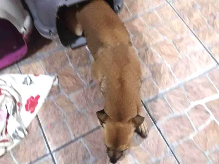 Cachorro ra a Não definida idade 6 ou mais anos nome Lylo