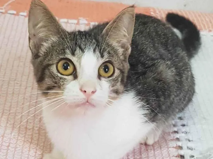 Gato raça Srd idade 2 a 6 meses nome Jorginho