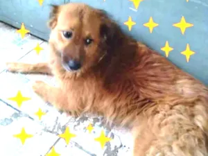 Cachorro raça SDR idade 4 anos nome Bebel