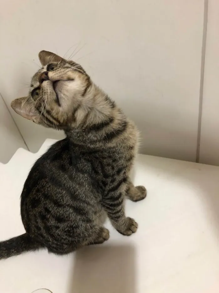 Gato ra a  idade 2 a 6 meses nome Maly