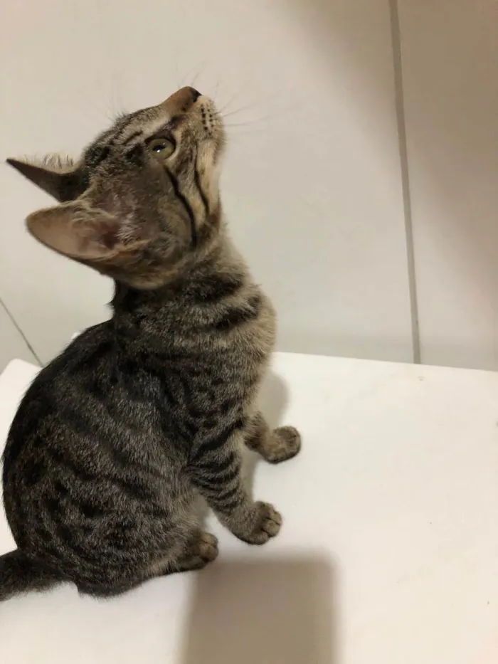 Gato ra a  idade 2 a 6 meses nome Maly