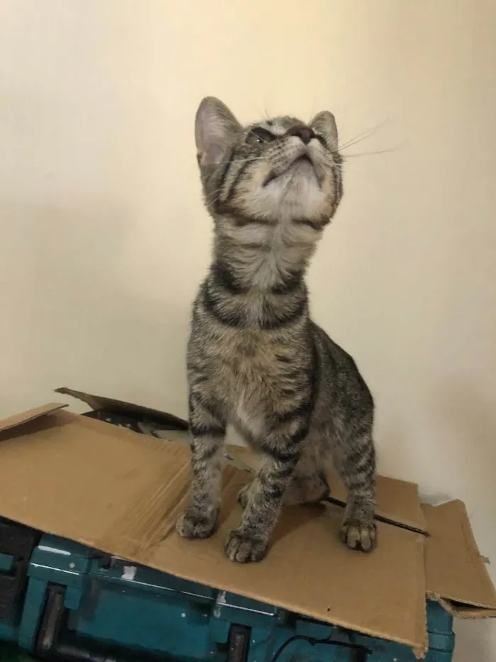 Gato ra a  idade 2 a 6 meses nome Maly