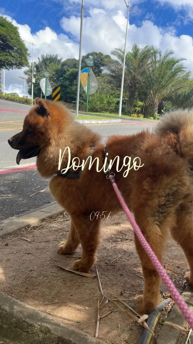 Cachorro raça Chow chow  idade 6 ou mais anos nome Jade