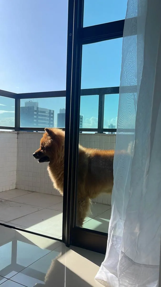 Cachorro raça Chow chow  idade 6 ou mais anos nome Jade