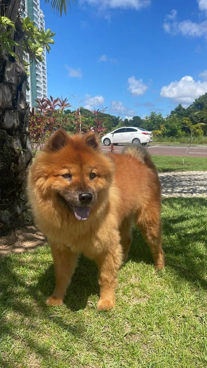 Cachorro raça Chow chow  idade 6 ou mais anos nome Jade
