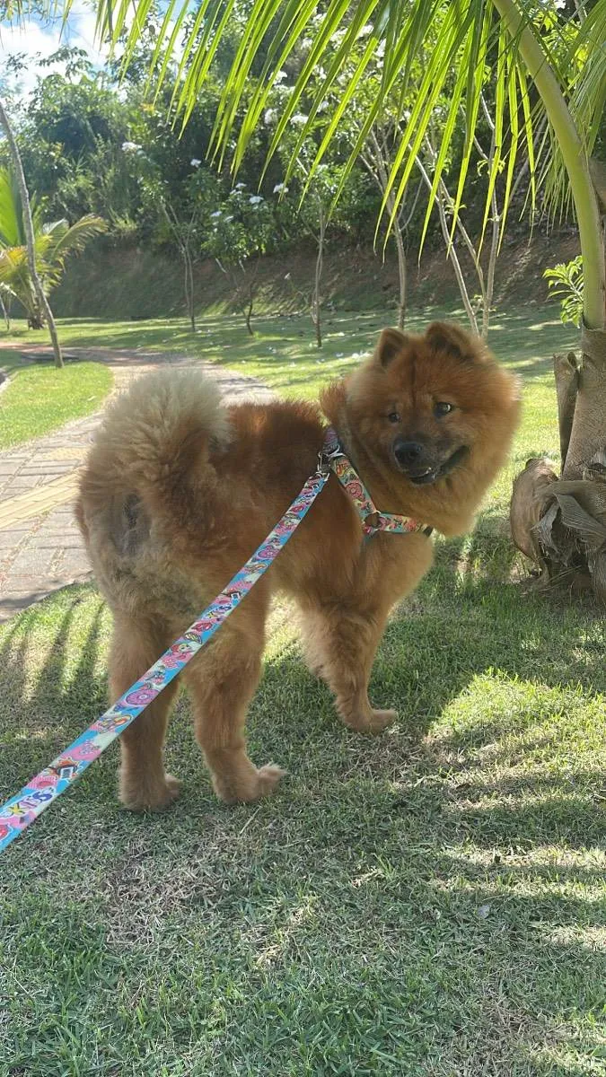 Cachorro raça Chow chow  idade 6 ou mais anos nome Jade