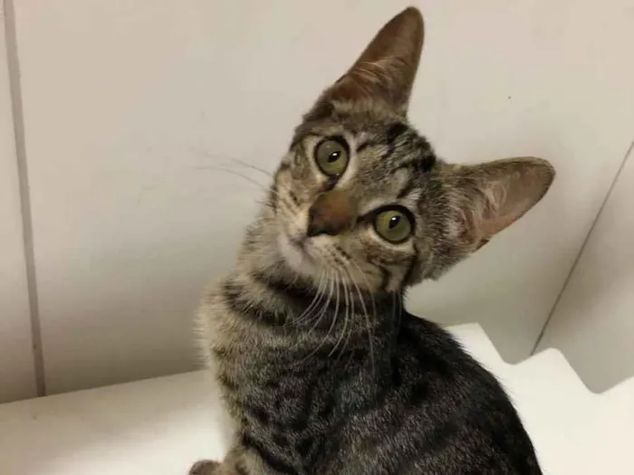 Gato ra a  idade 2 a 6 meses nome Maly