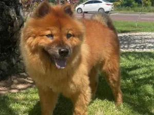 Cachorro raça Chow chow  idade 6 ou mais anos nome Jade