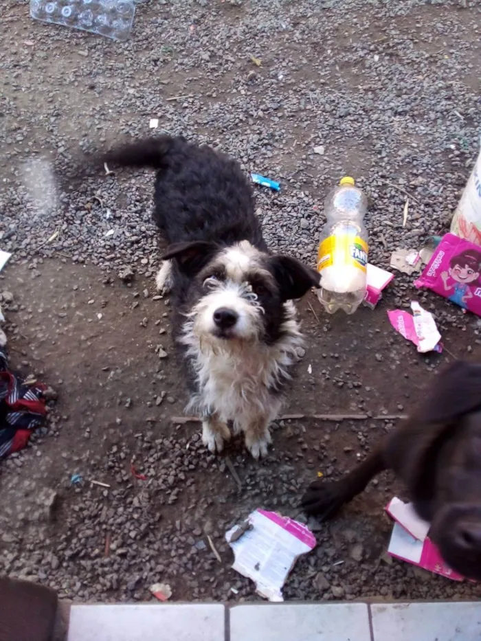 Cachorro ra a Poodle idade 2 anos nome Lica