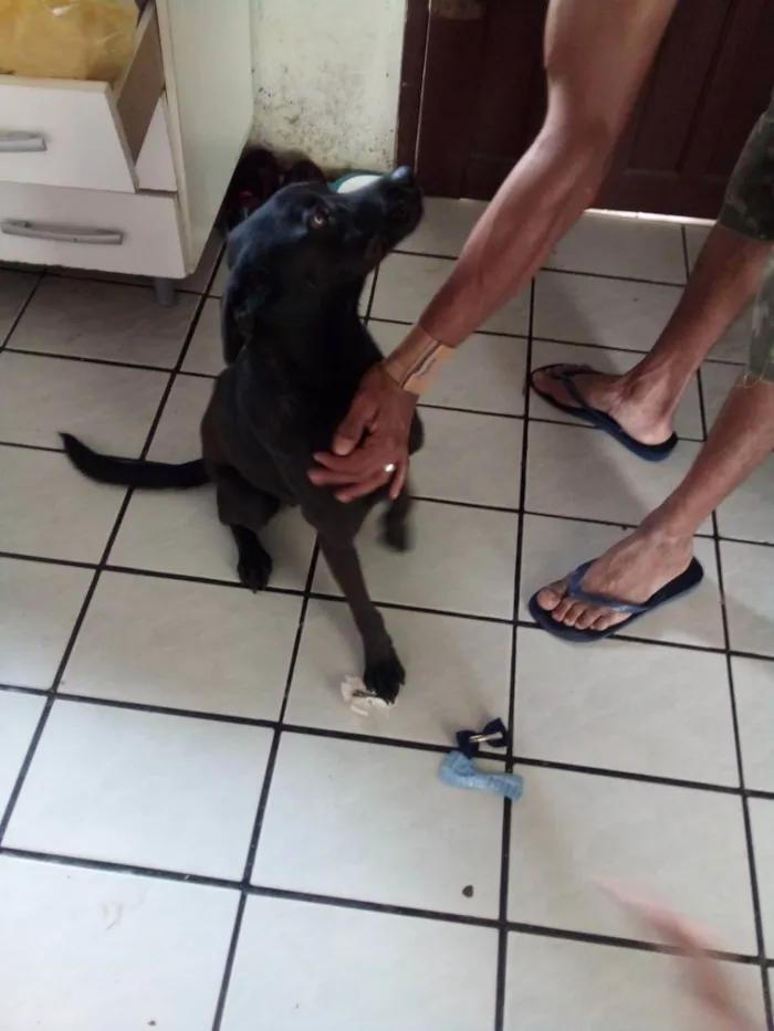 Cachorro ra a Vira lata idade 2 anos nome Negao