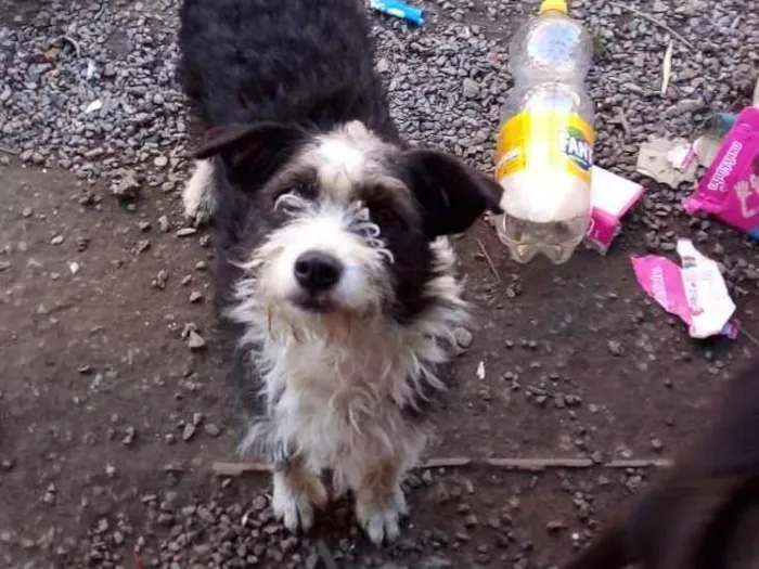 Cachorro ra a Poodle idade 2 anos nome Lica